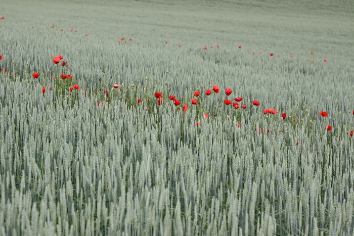 Coquelicot a Clarens - 004